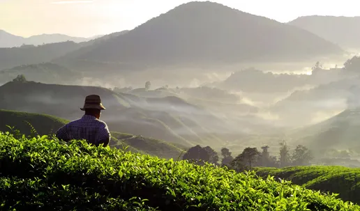 best eco friendly resorts in Wayanad