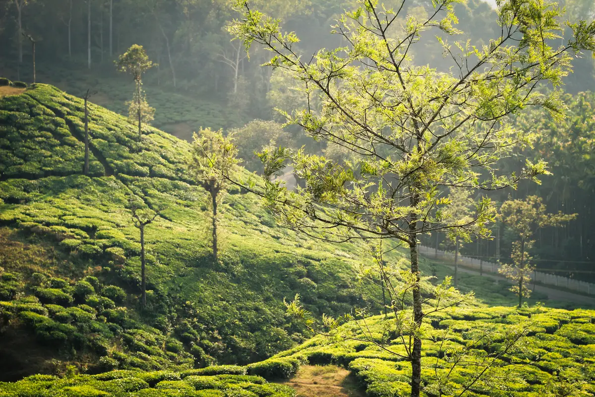 plantation surroundings Wayanad